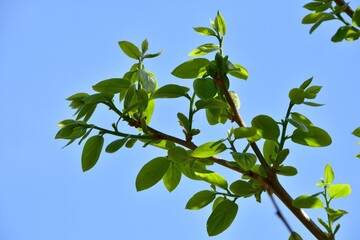 新緑の季節　若葉と青空