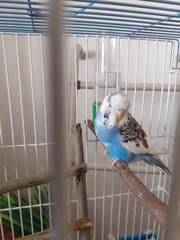 blue parrot