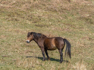 Naklejka na ściany i meble Exmoor pony in spring sunshine on Exmoor.