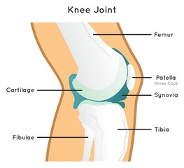 Knee joint structure and anatomy infographic diagram including parts femur tibia fibulae and patella bones also synovia and cartilage for medical science education clinics and healthcare vector