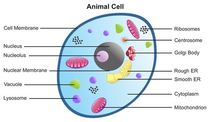 Animal cell anatomical structure with all parts including cell membrane nucleus nucleolus vacuole lysosome ribosome golgi body cytoplasm and mitochondrion for basic biology science education vector