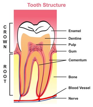 Tooth structure anatomy with all parts of crown and root including enamel dentine pulp gum cementum bone blood vessel and nerve for biology science education dentist clinics and healthcare vector 