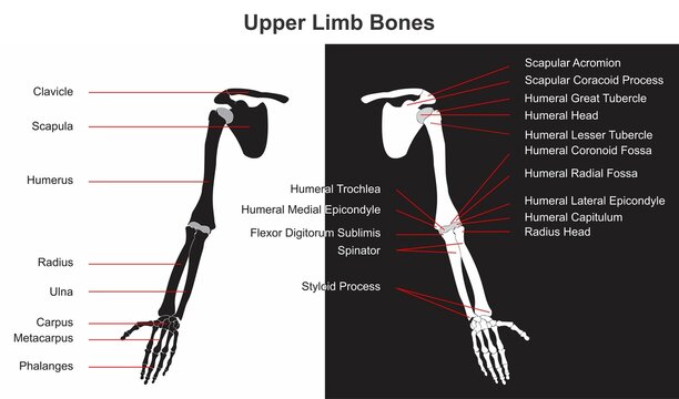 Human upper limb bones infographic diagram name of bones and appendages including clavicle scapula humerus radius ulna carpus metacarpus phalanges vector for anatomy science education and healthcare