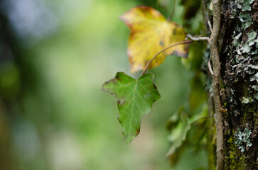leaves in autumn