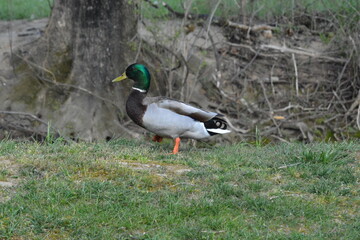 Natural BEAUTY
River, Deer, Geese, Ducks and Beaver