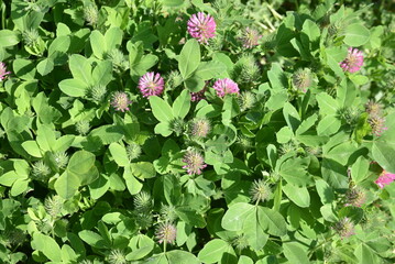 Trifolium medium au printemps