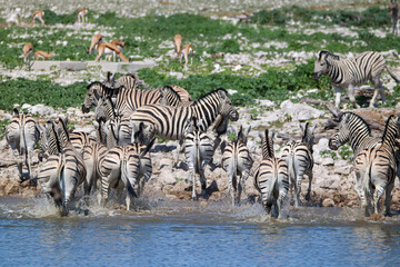 Fototapeta na wymiar Zebra drinking water at Okaukuejo waterhole, Etosha National Park, Namibia