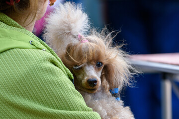 A red-haired poodle sits in the arms of the hostess and looks straight. Close-up.