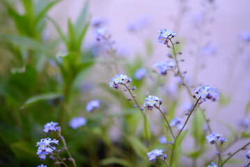 Flowering Forgot-me-not against a white green background