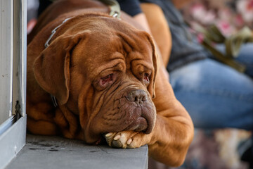 A sad Dogue de Bordeaux, french mastiff, is lying on a concrete windowsill.