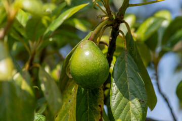 Green hass avocados growing on the branches of a tree outdoors