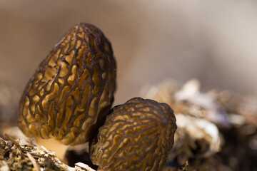 Morel mushroom grows in nature. Closeup. Defocused background. Shallow depth of field.