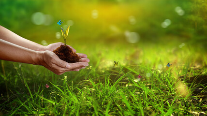 Human hand holding young plant with soil on nature background, environment concept	