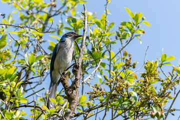 Ave de plumaje azul de la especie Aphelocoma califórnica, posando en un árbol en medio del campo.