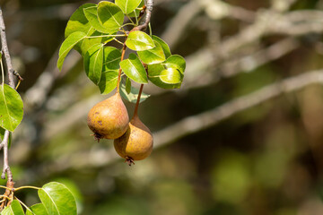Pears hanging on a tree branch outdoors