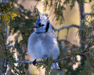 Blue Jay Bird Stock Photo and Image. Close-up perched on a cedar tree branch with a blur forest background in the forest environment and habitat surrounding displaying blue feather plumage wings. 