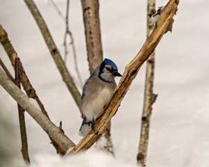 Blue Jay Bird Photo and Image. Close-up perched on a branch with a blur forest background in the winter season environment and habitat surrounding displaying blue feather plumage wings. Portrait.