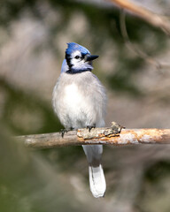 Blue Jay Photo and Image. Close-up perched on a branch with a blur forest background in the forest environment and habitat surrounding displaying blue feather plumage wings. Picture. Portrait.