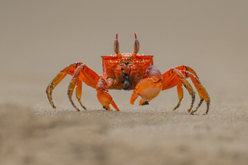 Painted ghost crab, cart driver crab, Ocypode gaudichaudii, on the beach. Isla de la Plata, Machalilla national park, Ecuador - obrazy, fototapety, plakaty