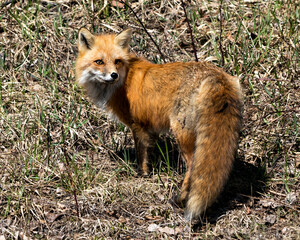Red Fox Photo Stock. Fox Image. Close-up profile rear view in the spring season displaying fox tail, fur, in its environment and habitat with a blur foliage background. Picture. Portrait.