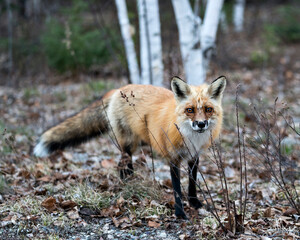Naklejka na ściany i meble Red Fox Photo Stock. Fox Image. Close-up profile view in the spring season with blur forest background in its environment and habitat. Picture. Portrait. Photo.