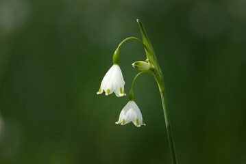 The Blossoms of Leucojum aestivum, also known as summer snowflake or Loddon lily. Landscape closeup with blurred background.