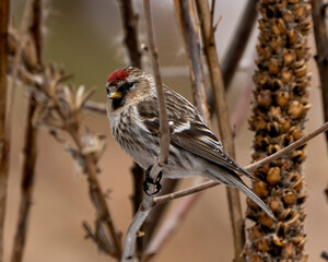 Red poll Photo and Image.  Finch close-up profile view perched with a foliage background in its environment and habitat surrounding.