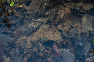 池の底にいるイトミミズ