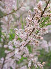 Blooms of four stamen tamarisk growing outside in the garden. Faded pink colour. For backgrounds and backdrops