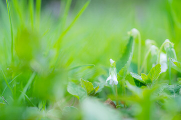 湿った場所に咲くツボスミレ