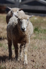 Domestic sheep approaching on a spring afternoon