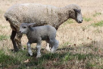 A domestic sheep with her lamb in springtime