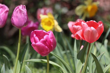 A variety of colorful flowers in early springtime