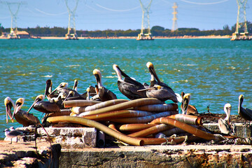 grupo de pelicanos pardos parados sobre un montos de tubos en una plataforma con el mar en el fondo...