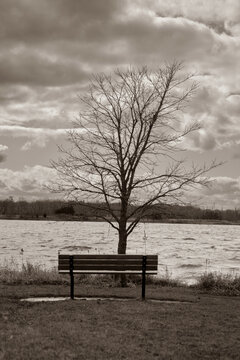 Vertical shot of tree and bench near the lake in Libertyville, Illinois