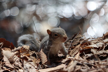 A very young eastern gray squirrel exploring in springtime