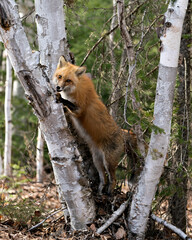 Red Fox Photo Stock. Fox Image. Climbing a birch tree looking for its prey  in its environment and habitat with a coniferous trees background. Picture. Portrait.