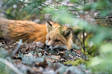 Red Fox Photo Stock. Fox Image. Head close-up profile view through coniferous branches  in its environment and habitat. Picture. Portrait.