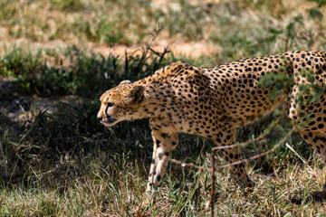 Closeup portrait of a South African cheetah walking, looking straight forward in green grass © Andreas K/Wirestock Creators