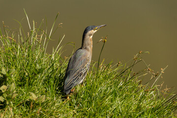 Um socó na grama na beirada de um lago. (Butorides striata)