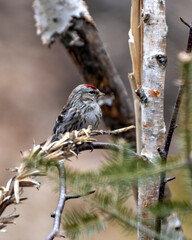 Red poll Photo and Image. Finch close-up profile view in the winter season perched on a birch branch with a blur background in its environment and habitat surrounding.