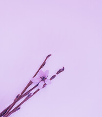 modern magenta photophone as a substrate