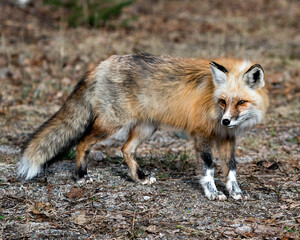 Fototapeta premium Red Fox Photo Stock. Fox Image. Springtime with blur background, displaying fox tail, fur, in its environment and habitat. Picture. Portrait. Photo