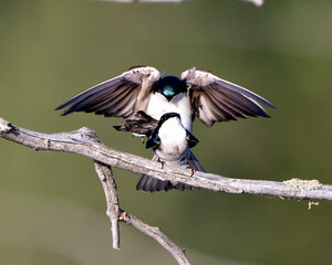 Swallow Photo Stock. Swallow couple in courtship season and enticing her back displaying spread wings in their environment and habitat with blur background. Image. Picture. Portrait.