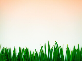 Fototapeta premium frame for text or image on a spring, summer theme