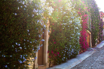 Fototapeta premium calle empedrada con flores en la fachada de colores en pintoresca calle de mexico en san miguel de allende guanajuato 