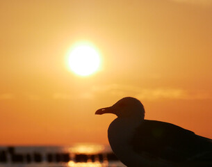 Sunset over the Baltic Sea with seagull