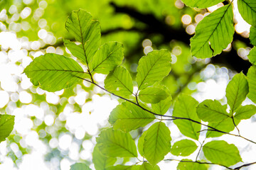 a green beech leaves