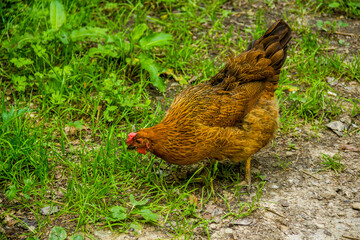 a red hen