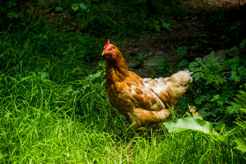 a red hen